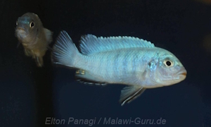 Chindongo heteropictus 